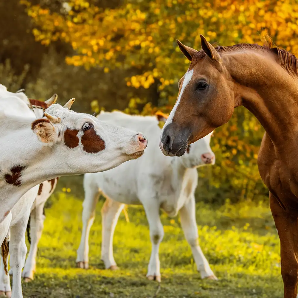 horse and cattle